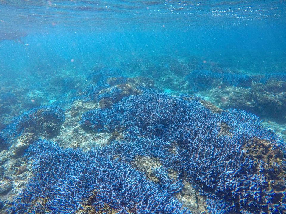 澎湖旅遊-南方四島浮潛